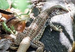 Cape Region Whiptail photo 2