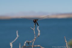 Macrodiplax balteata