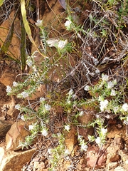 Metalasia pulchella