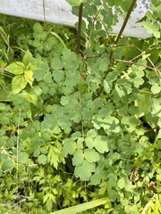 Thalictrum aquilegiifolium