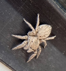 Habronattus coecatus