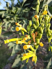 Nicotiana glauca
