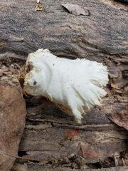 Hericium erinaceus