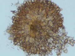 Puccinia glechomatis