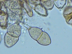 Puccinia glechomatis