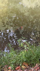 Cyprinus rubrofuscus