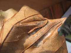 Phyllonorycter platani