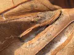 Phyllonorycter platani