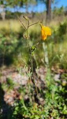 Chapmannia floridana