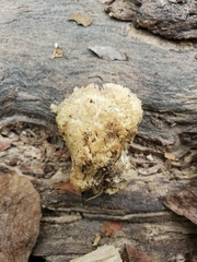 Hericium erinaceus