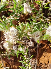 Metalasia pulchella