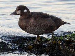 Histrionicus histrionicus