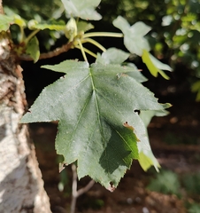 Torminalis glaberrima