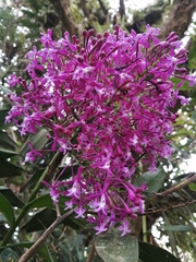 Epidendrum porphyreum