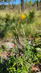 Chapmannia floridana