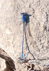 Argia anceps