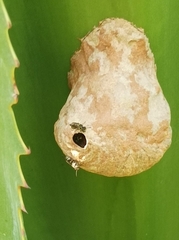 Myrapetra