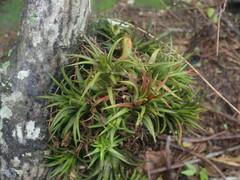 Tillandsia ionantha