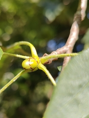 Torminalis glaberrima