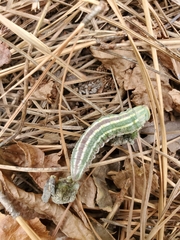 Lapara coniferarum