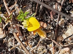 Aspalathus retroflexa