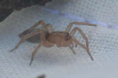 Scotophaeus blackwalli