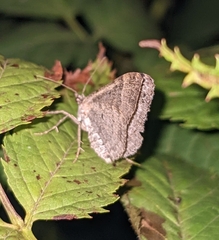 Larentiinae