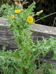 Sonchus asper