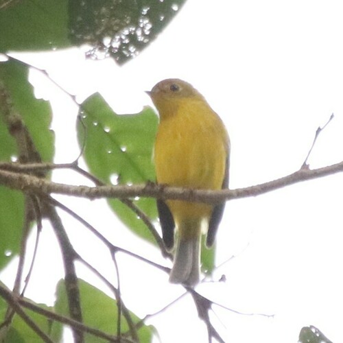 Citrine Canary-flycatcher (Culicicapa helianthea), photo 10