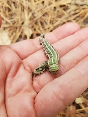 Lapara coniferarum