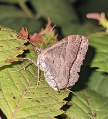 Larentiinae