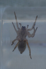 Scotophaeus blackwalli