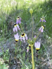 Primula clevelandii