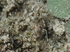 Saldinae