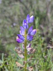 Lupinus angustifolius