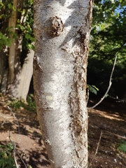 Torminalis glaberrima