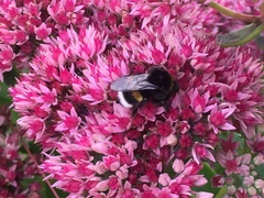 Bombus
