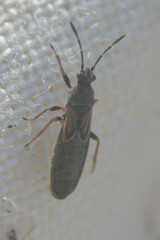 Ischnodemus sabuleti