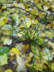 Carex digitata