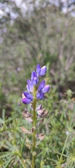 Lupinus angustifolius