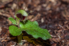 Corybas oblongus