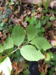 Philadelphus lewisii