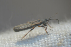 Ischnodemus sabuleti