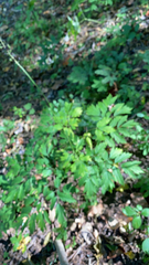 Actaea racemosa