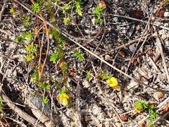 Aspalathus retroflexa