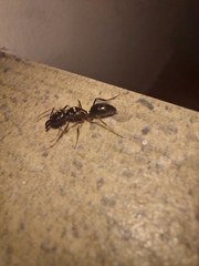 Odontomachus simillimus