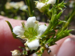 Diosma acmaeophylla