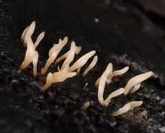 Calocera cornea