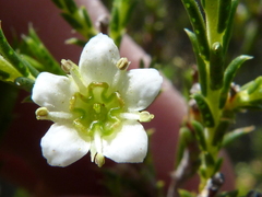 Diosma acmaeophylla