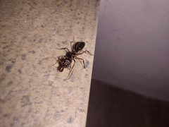 Odontomachus simillimus